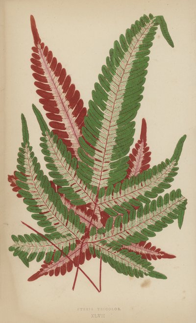 Pteris Tricolor by English School